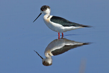 Black-winged Stilt Wading in Shallow Water &ndash; Elegant Wildlife Bird Photography