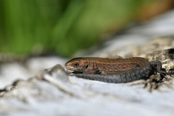 lizard basking