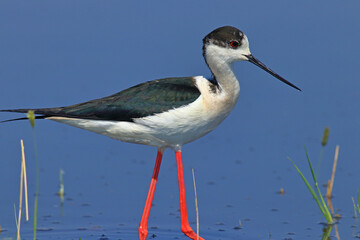 Black-winged Stilt Wading in Shallow Water &ndash; Elegant Wildlife Bird Photography