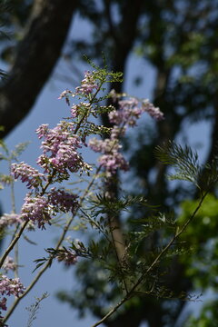 Gliricidia sepium (Pink Trumpet Tree / Mexican Lilac)