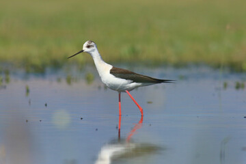 Black-winged Stilt Wading in Shallow Water &ndash; Elegant Wildlife Bird Photography