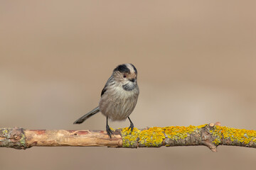 Black-winged Stilt Wading in Shallow Water &ndash; Elegant Wildlife Bird Photography