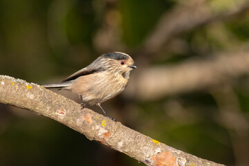 Long-tailed Tit Perched on Branch &ndash; Cute Wildlife Bird Photography