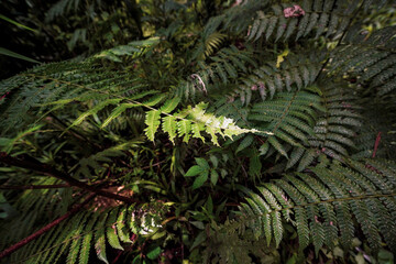 Lush green ferns unfurling in a dense forest under dappled sunlight, showcasing intricate foliage and vibrant plant life