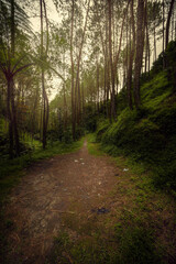 Winding dirt path through a serene, sun-dappled forest of towering pine trees and vibrant green foliage, offering a peaceful journey into nature's tranquil embrace