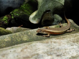 Sharp detail of a tropical skink against a dark background, blending into its mossy, stone habitat. Focused shot emphasizing the reptile's natural camouflage and color.