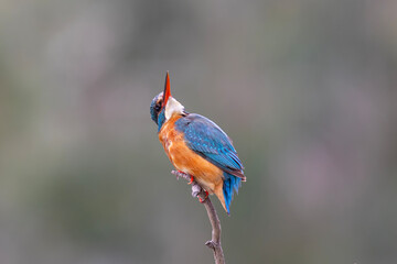 Common Kingfisher Perched by Water &ndash; Colorful Wildlife Bird Photography