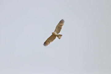 Short-toed Snake Eagle in Flight – Powerful Raptor Wildlife Photography