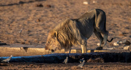 Ein später Nachmittag im Etosha Nationalpark  © Olaf Schlenger