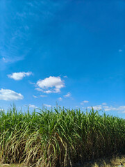 A bright blue sky and green sugarcane fields.