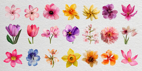 Collection of assorted vibrant spring flowers isolated on a clean white background