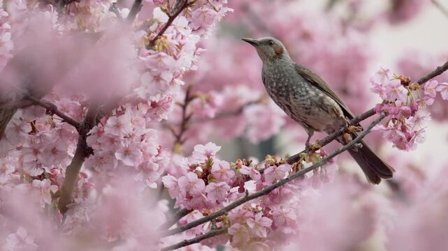 [Slow motion] Japanese brown-eared bulbul sucking nectar Kawazu cherry blossoms
