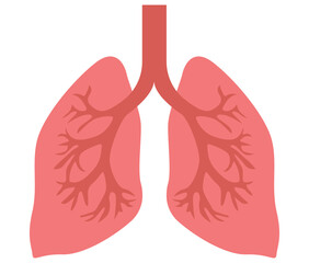 Human Lungs Anatomy Illustration &ndash; Respiratory System Vector Diagram
