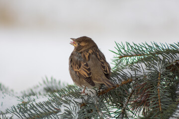 House Sparrow Perched on Snow-Covered Pine Branch in Winter, Beak Open as if Singing