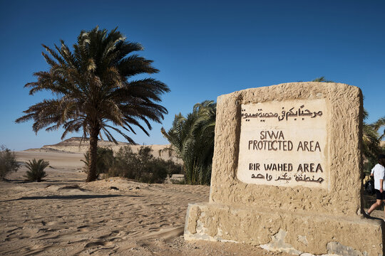 Palm trees and signpost stone at Bir Wahed protected area near Siwa Oasis in Sahara desert, Egypt 