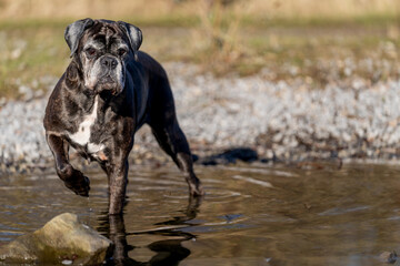 Alte deutsche Boxerhündin im Wasser