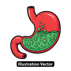 Illustration Of The Human Stomach Showing Digestion With Bubbles And Food