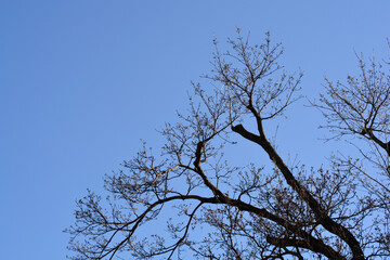 Norway maple branches with buds against blue sky - Latin name - Acer platanoides