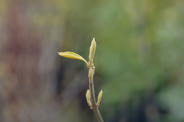 Beautyberry Profusion branch with new leaves - Latin name - Callicarpa bodinieri Profusion