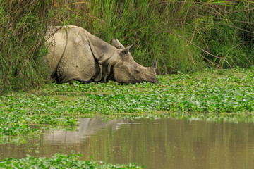 Portrait of an indian one horned rhino grazing in the river © kathy
