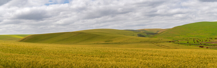 Fototapeta premium Scenic green wheatfields on the way from Hermanus to Cape Agulhas, South Africa