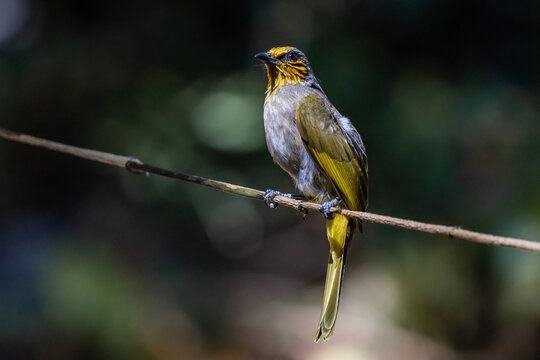 Stripe-throated Bulbul birds are especially beautiful in the stripes on their necks.