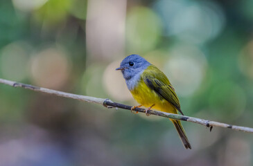 Obraz premium Grey-headed Canary-flycatcher (Culicicapa ceylonensis) perched on a small branch.
