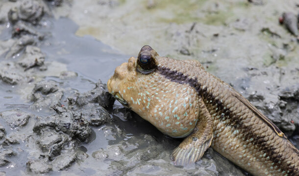 Mudskipper on the mud in mangrove forest.