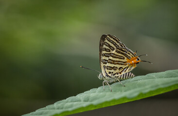Club Silverline (Spindasis syama) Silver striped butterfly It is a butterfly in the blue butterfly family. It is small, when viewed on the flower, about the size of a thumb nail.