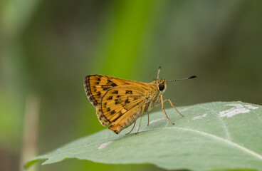 Hesperiidae It's a macro photography of insects.