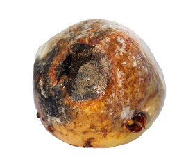 Guava fruit with mold and bacteria, mould is one of the structures that certain fungi can form, formation of spores containing fungal secondary metabolites, decaying rotten Guava and discolored