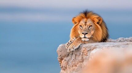 Majestic male lion with a flowing golden mane resting on a rugged rock with a serene blue background