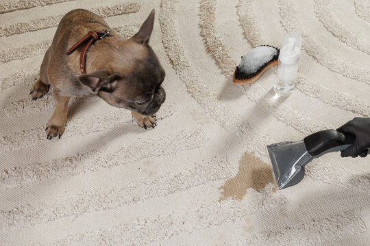 Dog and vacuum cleaner remove pet stain on light living room carpet