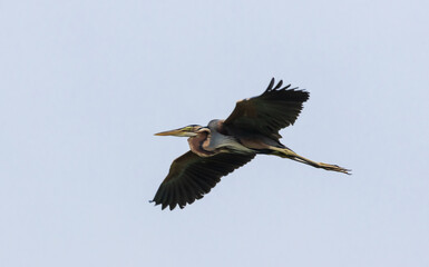 Obraz premium Purple Heron (Ardea purpurea) flying in the sky.