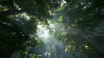 Looking up at forest canopy with dramatic sun rays and green foliage