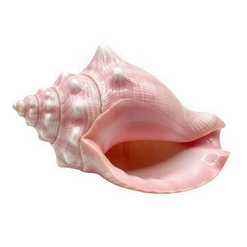Pink Queen Conch Seashell Isolated on White Background