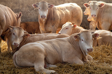 cows in a barn with beautiful light