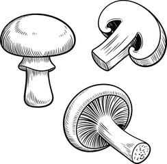 Mushroom anatomy, botanical sketch, fungi illustration, black and white drawing, cap and stem, gills detail, sliced mushroom, realistic texture