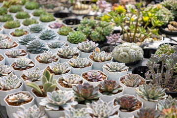 Fototapeta premium Collection of healthy decorative succulent inside greenhouse garden for limited space urban gardening design garden usage