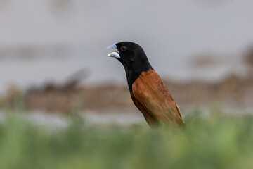 Chestnut Munia The beak is greyish-blue, the head and chest are black, contrasting with the reddish-brown body feathers. The middle of the belly and the rump are dark brown, almost black.