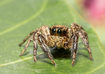 Jumping spider Which comes from the distinctive characteristics of fighters who can fly far to hunt...