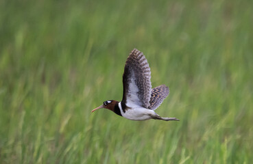 Obraz premium Greater painted-snipe It is a water bird in the order of shorebirds that has different characteristics from most birds.