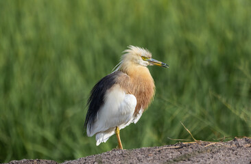 Javan pond heron The skin around the eyes is greyish, the head is a pale yellowish brown.