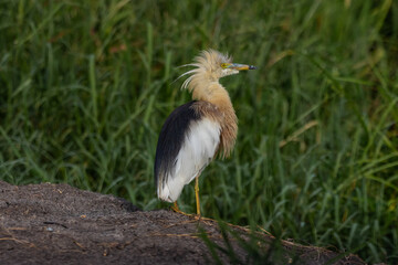Javan pond heron The skin around the eyes is greyish, the head is a pale yellowish brown.
