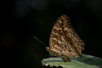 Lemon Pansy Junonia lemonias lemonias (Linnaeus, 1758) Male and female butterflies have brown wings.