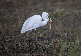 Great egret Standing in a rice field, catching snakehead fish to eat.
