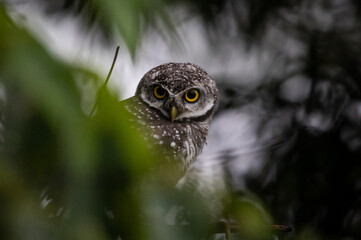 Spotted owlet (Athene brama) on the branch tree Animal portrait.