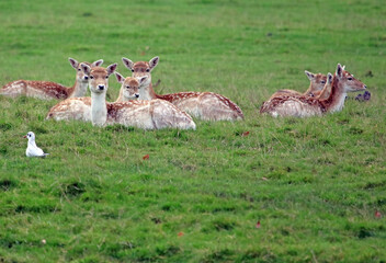Closeup of female Fallow Deer looking at the viewer, Derbyshire, England
