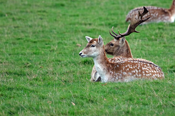 Female and male Fallow Deer lying down, Derbyshire, England
