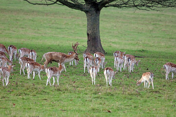 Fallow Deer stag with his females in the rutting season, Derbyshire, England
